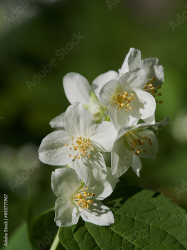 Blooming jasmine shrub on summer day. Blossoming Jasmine flowers in spring garden. Beauty in nature.