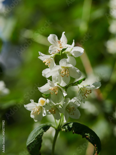 Blooming jasmine shrub on summer day. Blossoming Jasmine flowers in spring garden. Beauty in nature.