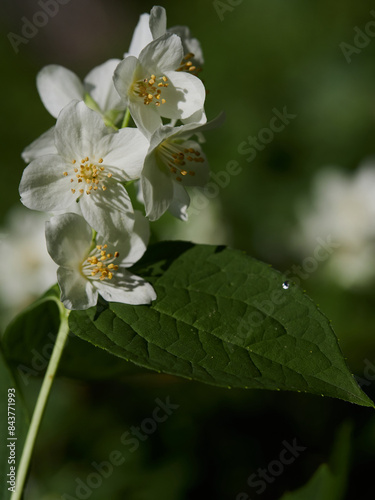 Blooming jasmine shrub on summer day. Blossoming Jasmine flowers in spring garden. Beauty in nature.