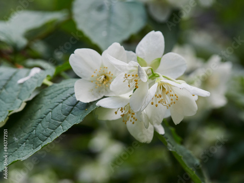 Blooming jasmine shrub on summer day. Blossoming Jasmine flowers in spring garden. Beauty in nature.