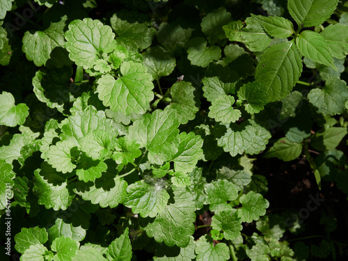 Herb wall, plant wall, natural green wallpaper and background. nature wall. Nature background of green forest
