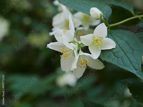 Blooming jasmine shrub on summer day. Blossoming Jasmine flowers in spring garden. Beauty in nature.