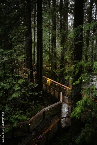 wooden bridge in the forest