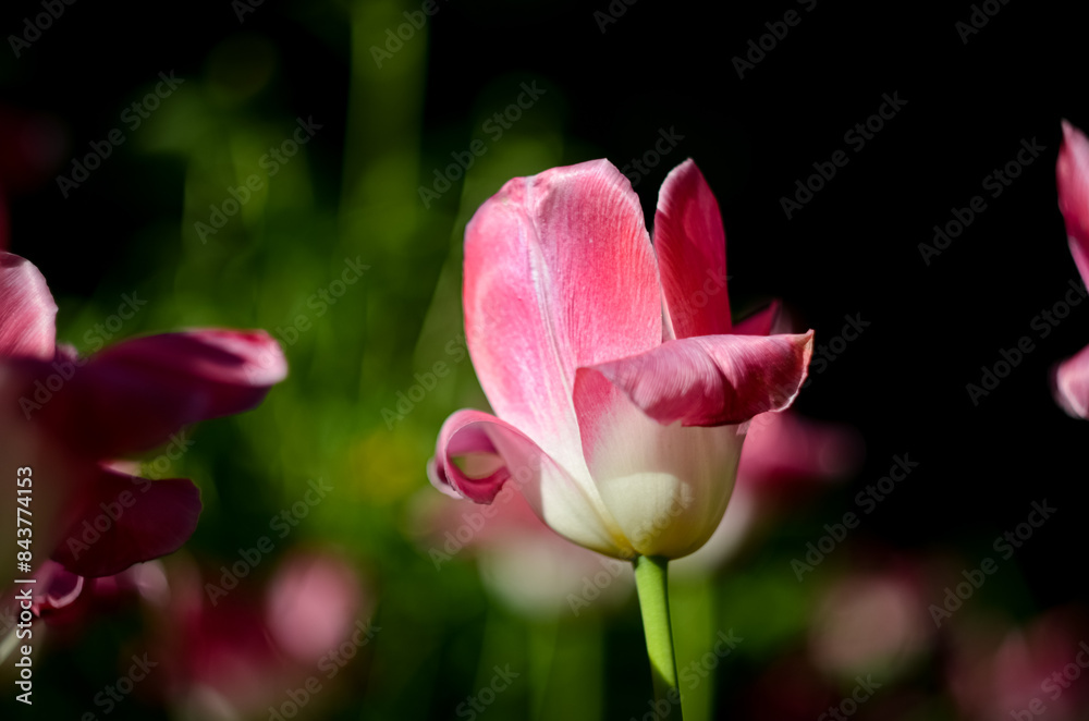 A pink flower with delicate petals. Photo of a tulip with a bokeh effect, closeup A pink flower with delicate petals. Photo of a tulip with a bokeh effect, closeup