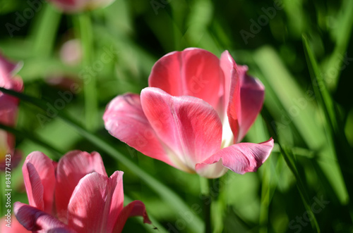 An isolated pale pink tulip with selective focusing. A delicate pink flower taken close-up in a field on a blurred background of green grass