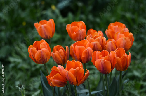 A group of beautiful bright orange tulips in the garden. Isolated buds in the field