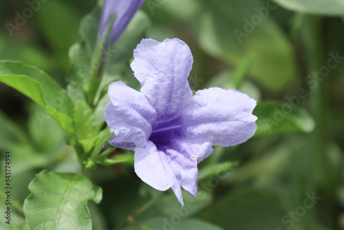 Ruellia simplex or the Mexican petunia or Mexican bluebell