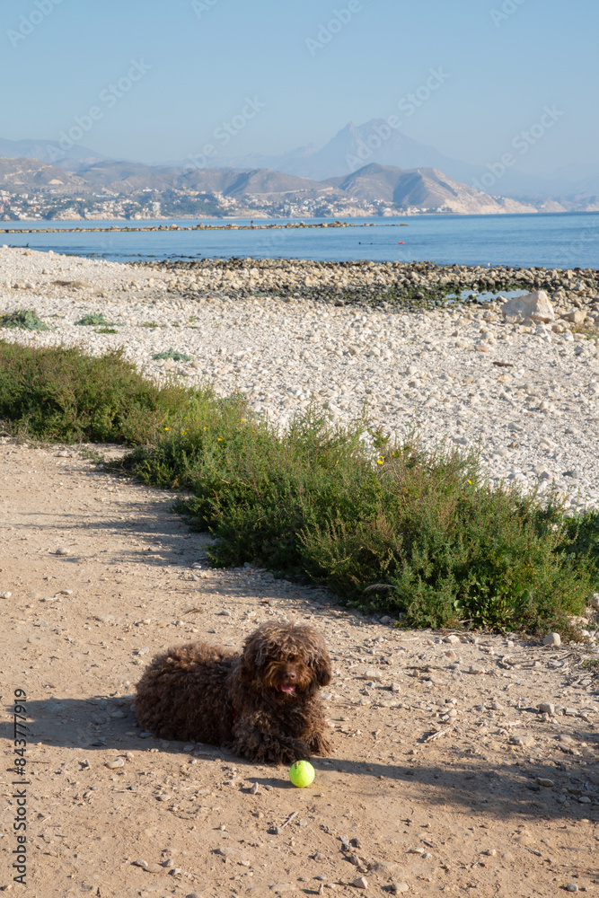 Spanish Water Dog with Ball on El Campello Beach, Alicante; Spain