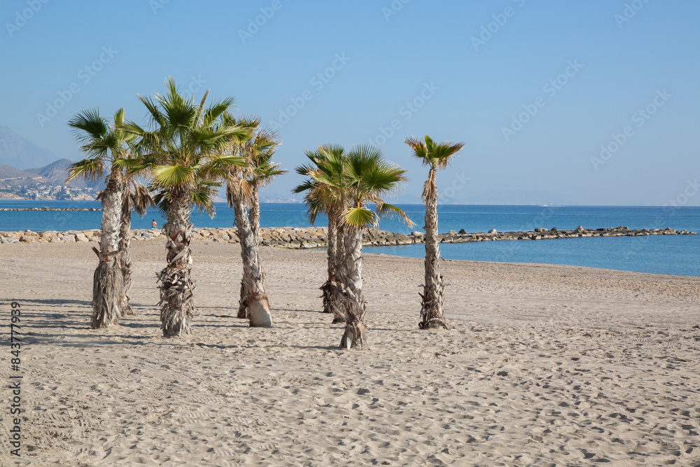 Palm Trees on El Campello Beach, Alicante; Spain