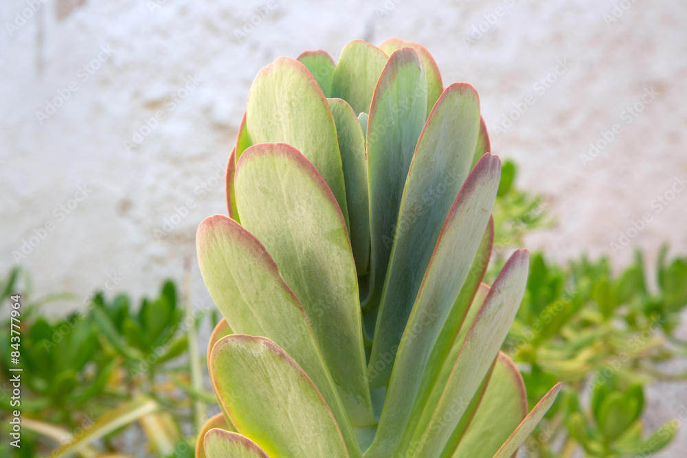 Cactus in Benidorm; Alicante; Spain