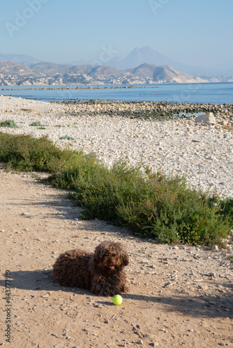 Obraz na płótnie Spanish Water Dog with Ball on El Campello Beach, Alicante; Spain w salonie