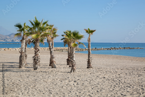 Obraz na płótnie Palm Trees on El Campello Beach, Alicante; Spain w salonie