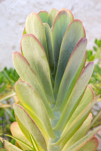Obraz na płótnie Cactus Detail in Benidorm; Alicante; Spain w salonie