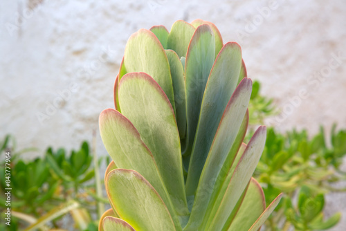 Obraz na płótnie Cactus in Benidorm; Alicante; Spain w salonie