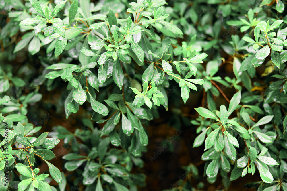 freshness in nature closeup of lush green bush with glistening water droplets on leaves freshness in nature closeup of lush green bush with glistening water droplets on leaves