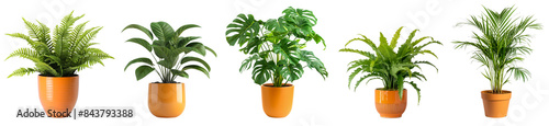 House plants collection including fern, palm and monstera swiss cheese plants with orange color pots isolated on transparent or white background