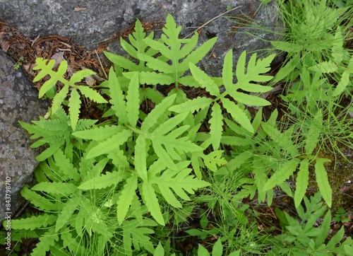 closeup of lush green leaves of a Onoclea sensibilis fern in a garden