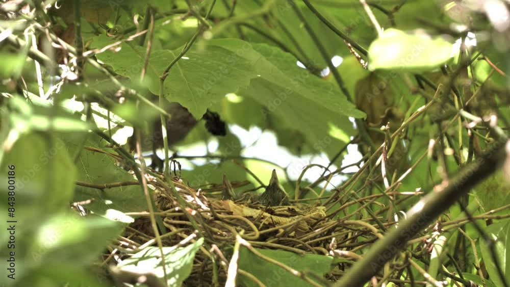 Gray Catbird (Dumetella carolinensis) with hungry chicks in the summer forest. Gray Catbird (Dumetella carolinensis) with hungry chicks in the summer forest.