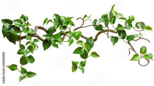 Isolated Jungle Plant with Twisted Vines on White Background and Clipping Path