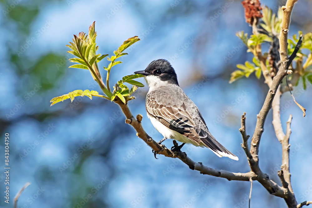 Eastern Kingbird Eastern Kingbird