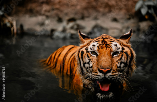 Wild Tiger Roaming Between Rocks and Enclosure in Zoo