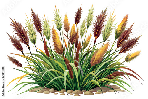 This is a botanical illustration of a bed of ornamental grasses with feathery plumes in various shades of green, yellow and brown. The grass is dense at the base, with long narrow leaves