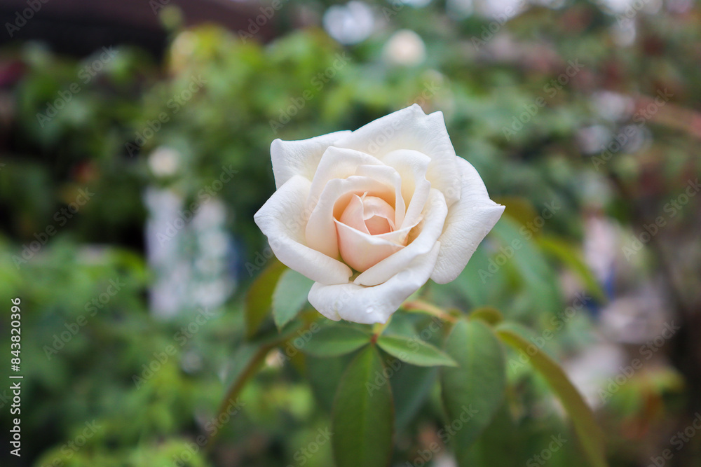 Rosa odorata is a hybrid flowering plant of the genus Rosa native to Yunnan in southwestern China. Rosa odorata is a hybrid flowering plant of the genus Rosa native to Yunnan in southwestern China.