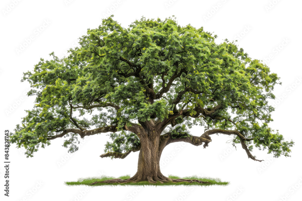 A single oak tree adorned with lush green leaves Isolated on white background A single oak tree adorned with lush green leaves Isolated on white background
