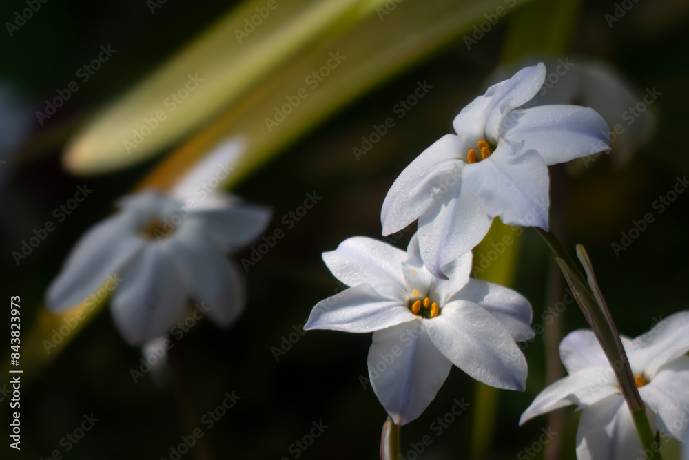 桜の影でそっと咲く白く美しいハナニラ