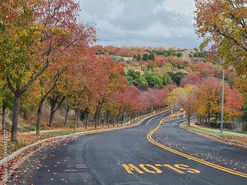 Canvas Print Callery Pear fall foliage in San Ramon, California