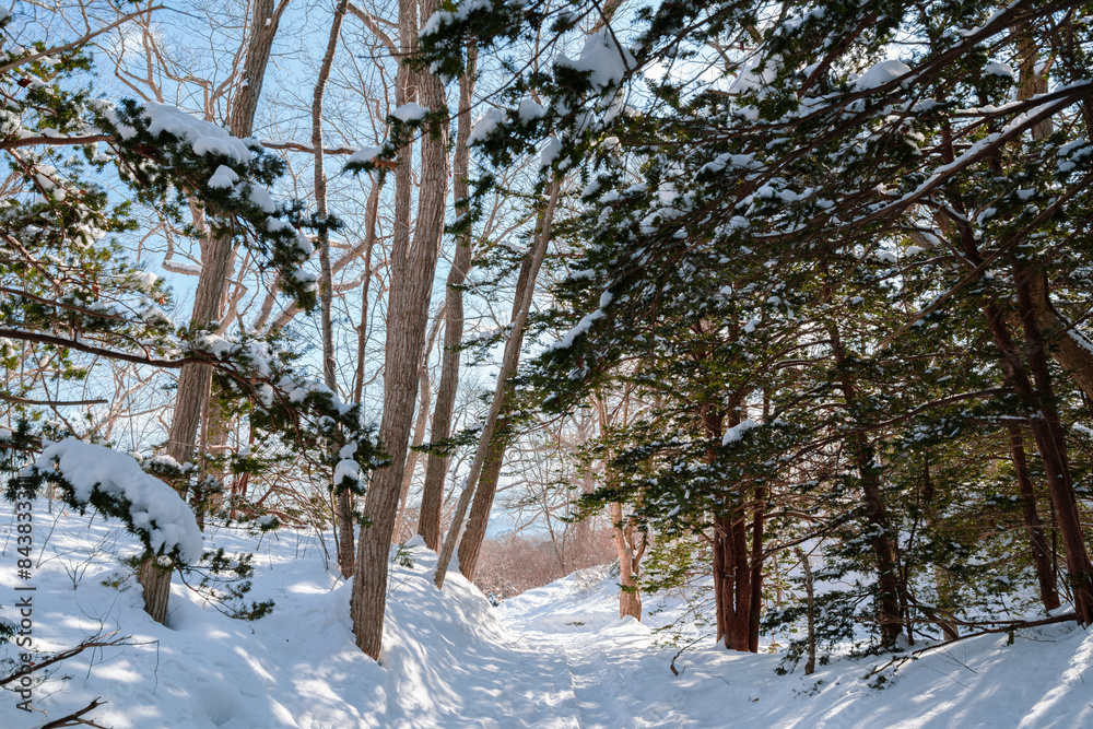 Winter forest at Onuma Quasi-National Park in Hokkaido, Japan