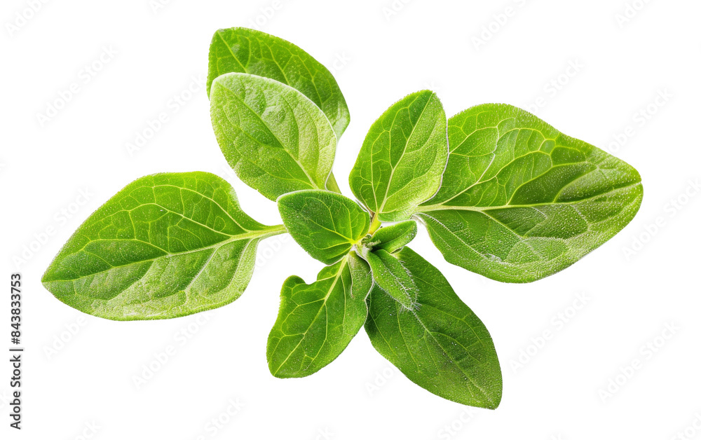 A close-up of fresh green oregano leaves isolated on a black background. A close-up of fresh green oregano leaves isolated on a black background.