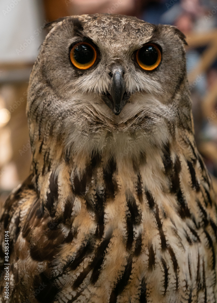 closeup portrait of bubo bubo
closeup portrait of bubo bubo