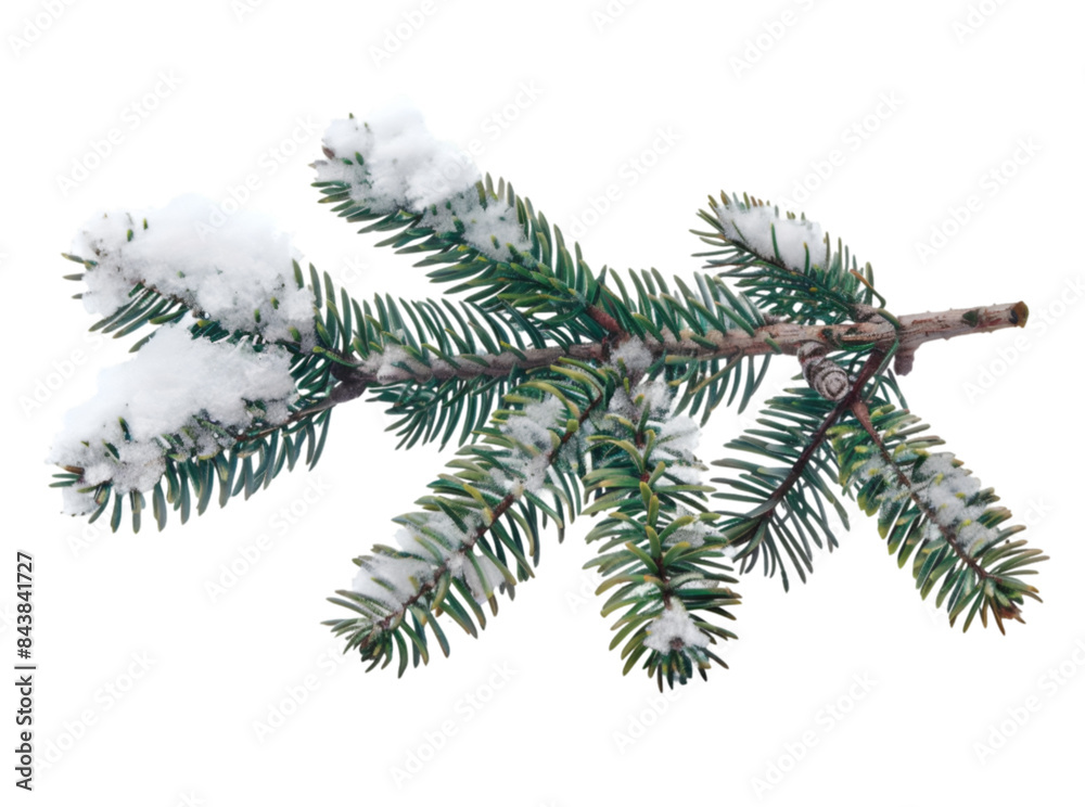 Pine branches covered with snow on transparent background Pine branches covered with snow on transparent background