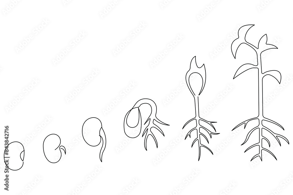 Continuous single line art drawing of plant growth processing from seed ...