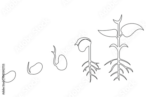 Continuous single line art drawing of plant growth processing from seed outline vector
