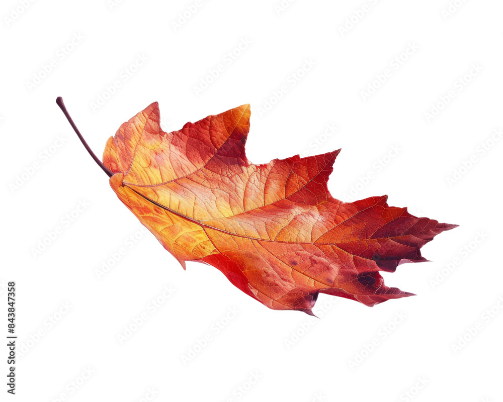 A single, vibrant autumn leaf with shades of orange, red, and yellow, isolated on a black background. A single, vibrant autumn leaf with shades of orange, red, and yellow, isolated on a black background.