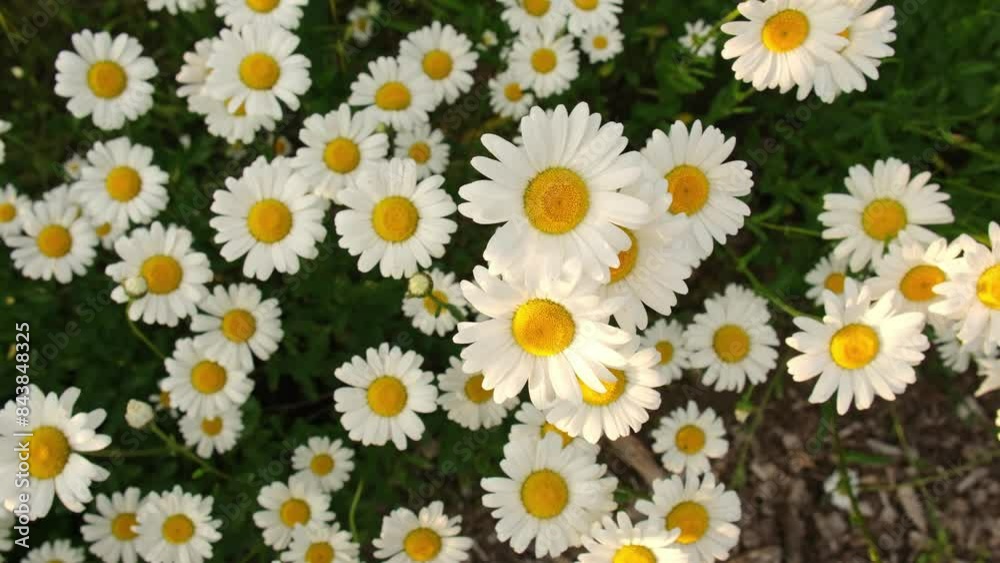 Chamomile flowers field close up