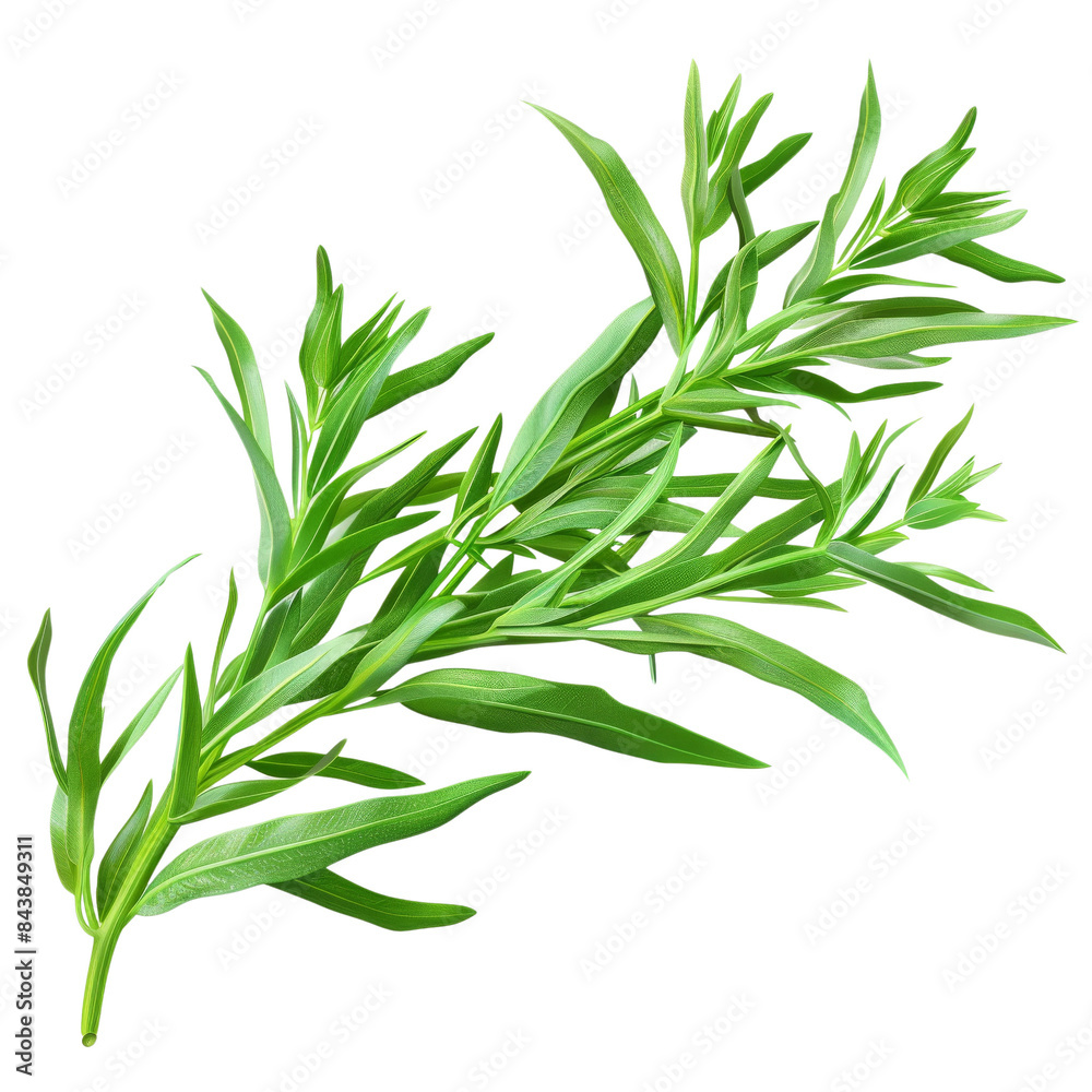 Fototapeta premium A sprig of fresh green tarragon, a fragrant herb used in cooking.