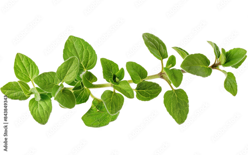 A sprig of fresh oregano with green leaves isolated on a black background.