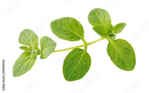 A sprig of fresh green oregano leaves isolated on a black background.