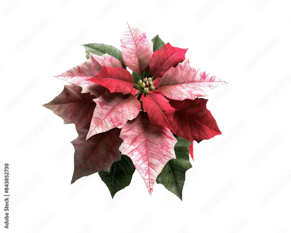 A vibrant poinsettia with red and white petals, isolated on a black background. A vibrant poinsettia with red and white petals, isolated on a black background.