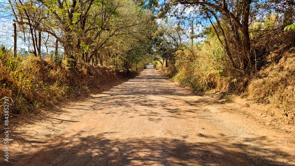 Obraz premium eucalyptus plantation farm in sunny day in brazil countryside on dirt road