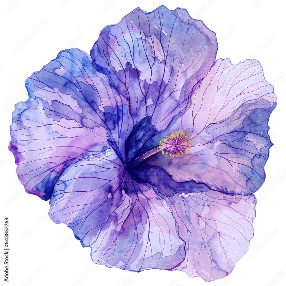 A vibrant purple and blue hibiscus flower with delicate veins and a yellow center, isolated on a black background. A vibrant purple and blue hibiscus flower with delicate veins and a yellow center, isolated on a black background.