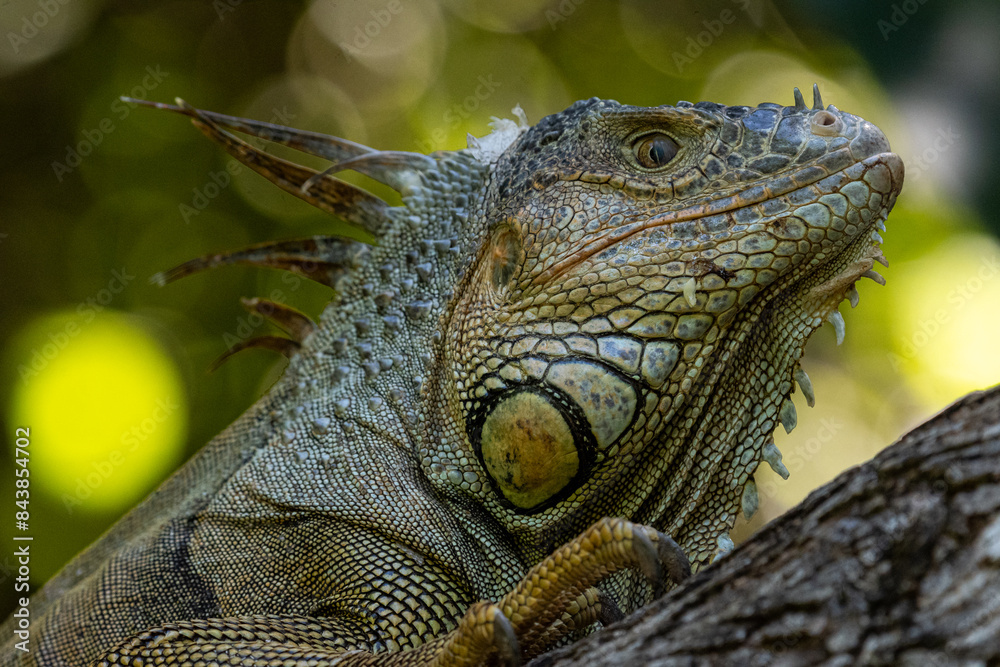 Fototapeta premium Grüner Leguan (Iguana iguana) auf einem Ast, Kopf im Profil