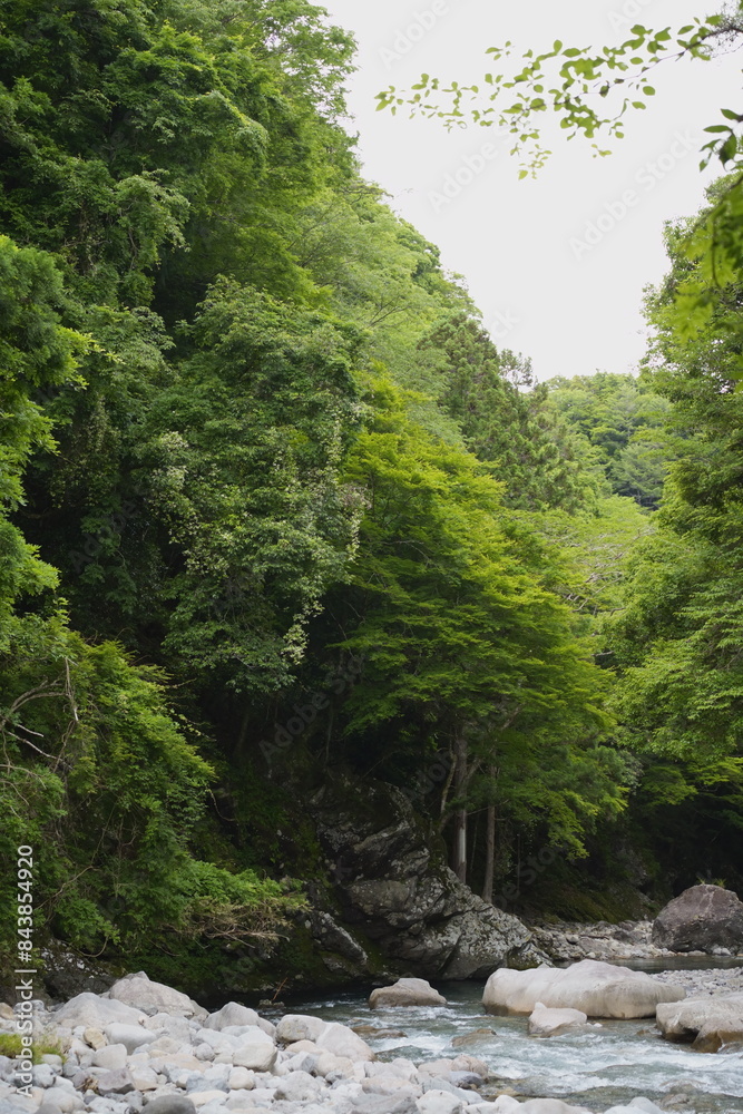 山中に流れる清らかな川。 山中に流れる清らかな川。