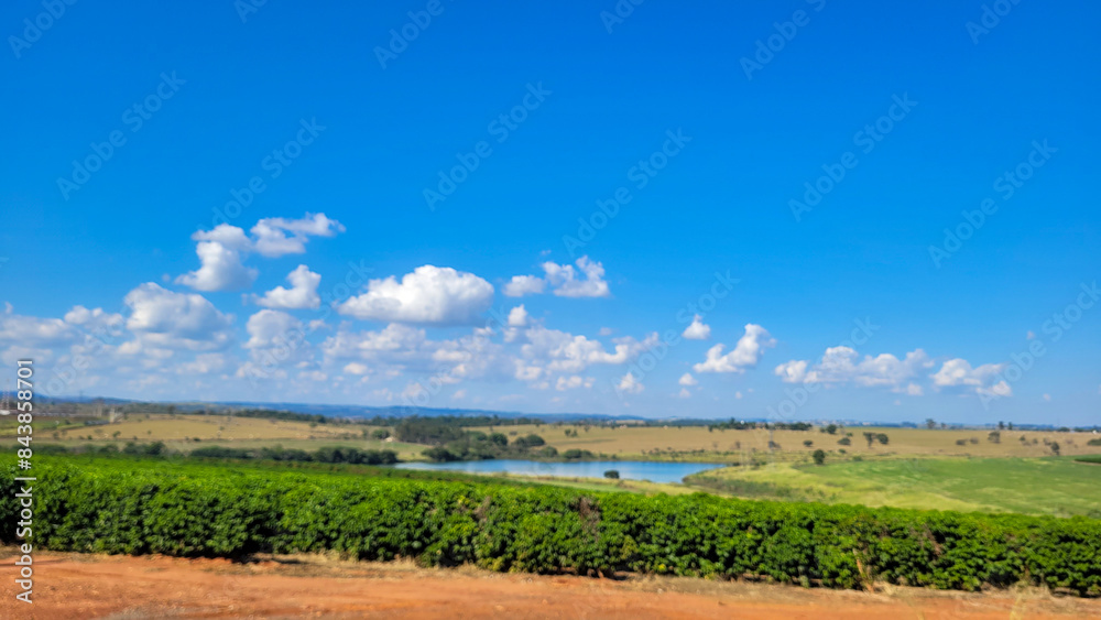 Obraz premium eucalyptus plantation farm in sunny day in brazil countryside on dirt road