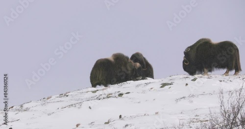 Musk oxen on a snowy hill in Dovre, Norway during winter