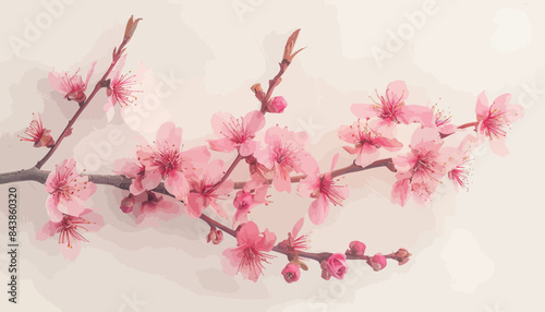 a branch with pink flowers on a white background
