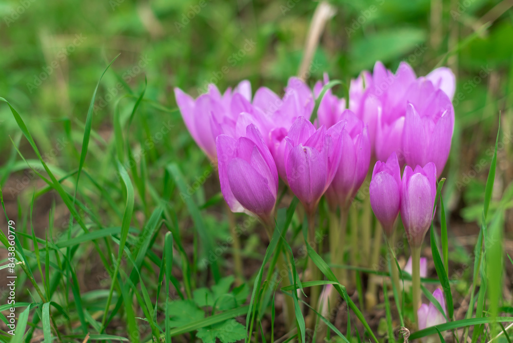 autumn crocus, Group of wild purple flowers blooming in the garden autumn crocus, Group of wild purple flowers blooming in the garden